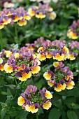 NEMESIA RHUBARB AND CUSTARD