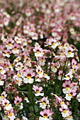 NEMESIA SUNSATIA PLUS LYCHEE (INNEMLYCHE)