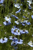 NIGELLA DAMASCENA