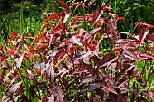PERSICARIA MICROCEPHALA