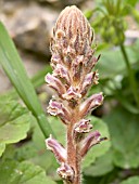 OROBANCHE MINOR (COMMON BROOMRAPE)