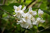 PHILADELPHUS CORONARUIS