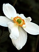 ANEMONE HUPEHENSIS