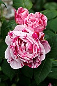 ROSA FERDINARD PICHARD