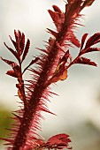 ROSA SPINOSISSIMA