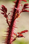 ROSA SPINOSISSIMA