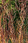 SALIX X SEPULCRALIS ERYTHROFLEXUOSA RED CURLY