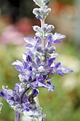 SALVIA FARINACEA FARINA BICOLOR BLUE