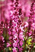 SALVIA X SYLVESTRIS  ROSE MARVEL,