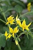 SOLANUM LYCOPERSICUM  MONEYMAKER