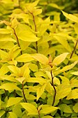 SPIRAEA JAPONICA DOUBLE PLAY GOLD (YAN)