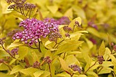 SPIRAEA JAPONICA GOLDEN PRINCESS (LISP)