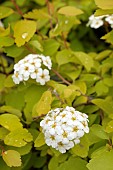 SPIRAEA X VANHOUTTEI GOLD FOUNTAIN