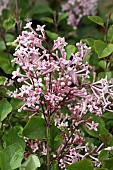 SYRINGA PINK PERFUME