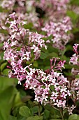 SYRINGA PINK PERFUME