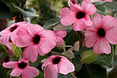 THUNBERGIA SUNNY SUSY ROSE SENSATION