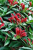 AESCHYNANTHUS BIG APPLE
