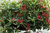 AESCHYNANTHUS BIG APPLE