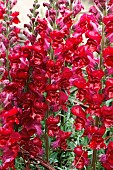 ANTIRRHINUM MAJUS POTOMAC RED