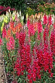 ANTIRRHINUM TRIAL