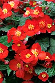 BEGONIA RISEUP BULLS EYE