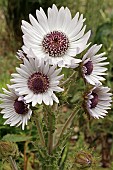 BERKHEYA PURPUREA