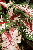 CALADIUM CAROLYN WHORTON