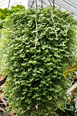 CALLISIA REPENS