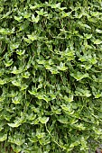 CALLISIA REPENS