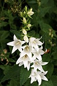 CAMPANULA LATIFOLIA ALBA