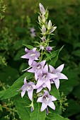 CAMPANULA LATIFOLIA