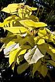 CATALPA BIGNONIOIDES AUREA