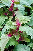 CHENOPODIUM GIGANTIUM