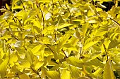 CORNUS ALBA AUREA