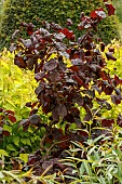 CORYLUS AVELLANA RED MAJESTIC