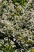DEUTZIA SETCHUENENSIS VAR CORYMBIFLORA