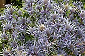 ERYNGIUM BOURGATII