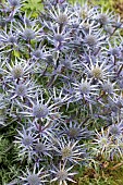 ERYNGIUM BOURGATII