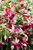 FUCHSIA RIVENDELL