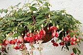 FUCHSIA SEVENTH HEAVEN
