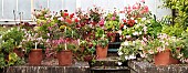 GERANIUM & PELARGONIUM COLLECTION
