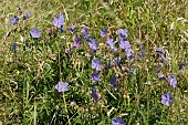 GERANIUM PRATENSE