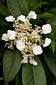 HYDRANGEA SEESMANII