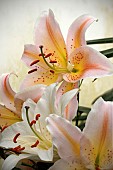 LILIUM SALMON PARTY