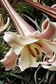 LILIUM FORMOSANUM VAR PRICEI