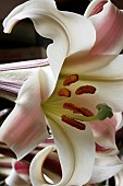 LILIUM FORMOSANUM VAR PRICEI