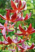 LILIUM MARTAGON CLAUDE SHRIDE