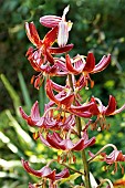 LILIUM MARTAGON CLAUDE SHRIDE
