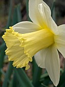 NARCISSUS MOUNT HOOD