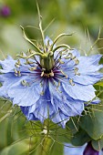 NIGELLA DAMASCENA MISS JEKYLL